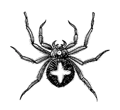 Паук или паукообразный вид, самые опасные насекомые в мире, старый винтаж  для дизайна на хэллоуин или фобия. нарисованные от руки, гравированные  могут использовать для татуировки, паутины и яда черная вдова, тарантул,  бирдеатр |