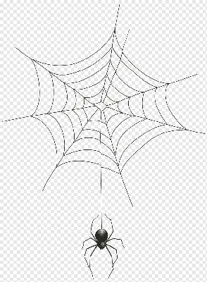 Паутина с пауком рисунок - 66 фото