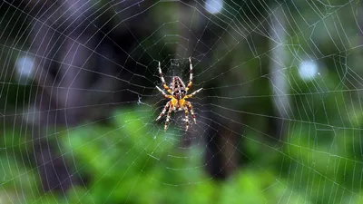 Почему пауки не прилипают к собственной паутине? | Пикабу