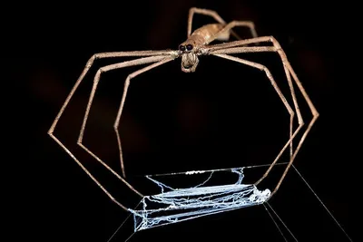 Паутина,паук, реалистично, крупным …» — создано в Шедевруме