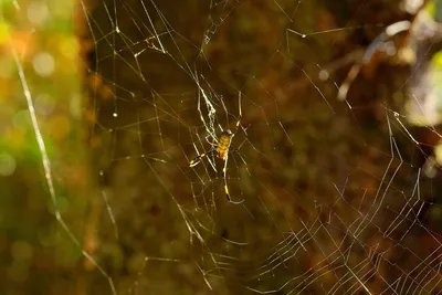 паутина паук, паутина, паук, животное png | PNGWing