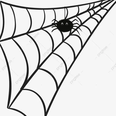 Раскраска паутина паук. Картинка Паутина и паук. Картинки раскраски.