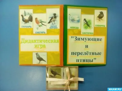 Игры и задания по теме «Перелетные птицы» для детей старшего возраста
