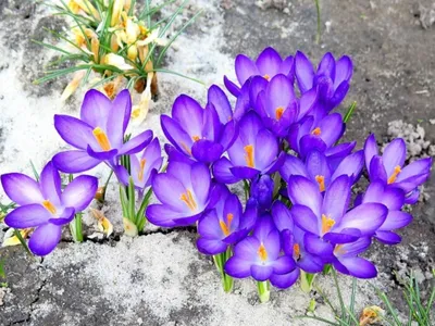 Редкие весенние цветы - первоцветы | Сельское поселение Кубань  Гулькевичский район Краснодарского края