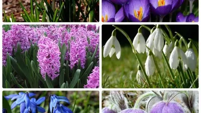 Картинки первоцветы весна фотографии