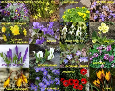 Быстрее, ярче, раньше: десятка лучших первоцветов для сада |  Интернет-магазин садовых растений