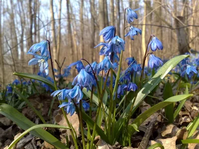 Первоцвет весенний (Primula veris L.)