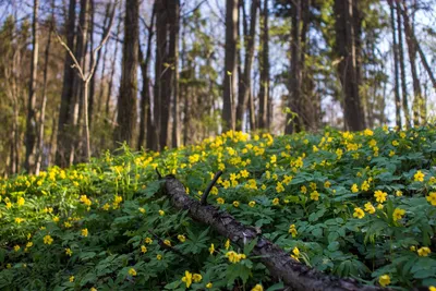 Топ-5 прекрасных весенних первоцветов: где и когда увидеть цветение? — Блог  о турах по Украине