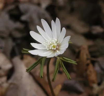 Первоцвет весенний (Primula veris L.)