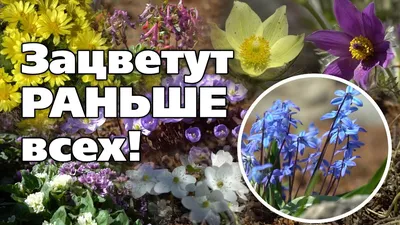 Где и когда увидеть первоцветы в Украине: ТОП-5 мест
