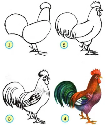 нарисовать петуха пошагово | Bird drawings, Rooster art, Chicken art