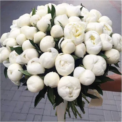 Белые пионы | Купить недорого с доставкой по СПб - Newflora