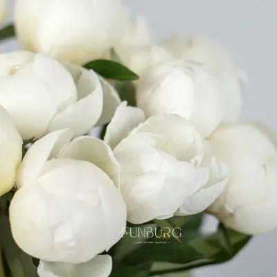 Белые пионы | Купите красивые белые пионы в Екатеринбурге