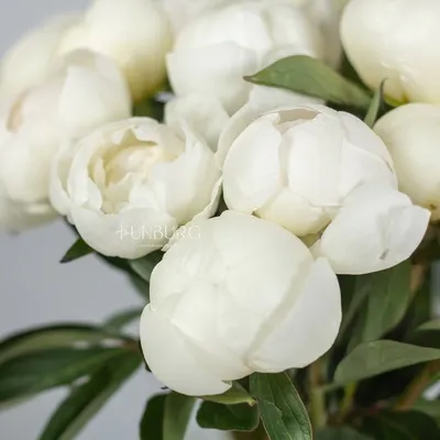 Белые пионы | Купите красивые белые пионы в Екатеринбурге