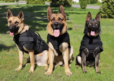 Картинки полицейских собак