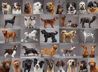 Картинки породистых собак фотографии