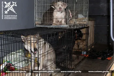 Выставка породистых собак прошла в Шымкенте — Новости Шымкента