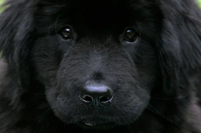 Пёс в мешке: в Татарстане зоомошенники продают дворняжек под видом породистых  собак | Вести Татарстан