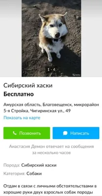 Отдам даром в добрые руки породистых собак: Бесплатно - Бесплатно (животные  и вязка) Одесса на Olx