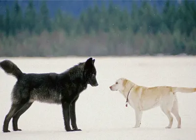 В райцентре Пензенской области отстреливают породистых собак