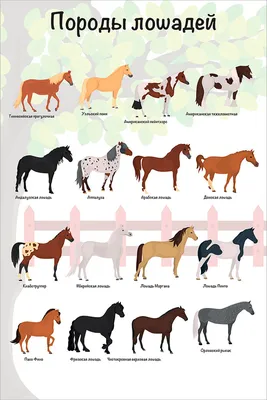 Плакат обучающий А1 ламинир. Породы лошадей развивающий 610x914 мм - купить  с доставкой по выгодным ценам в интернет-магазине OZON (343000361)