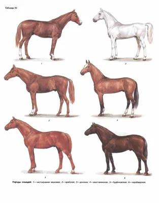 Породы лошадей, Ч.2. | Animali
