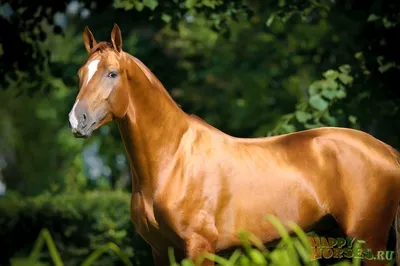 Красивейшая порода лошадей | Пикабу