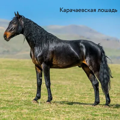 Картинки породы лошадей фотографии
