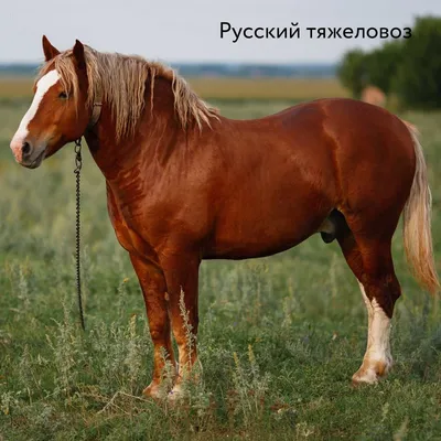 Дончак. Донская порода лошадей | Счастливые Лошади