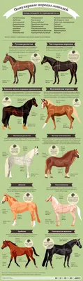 Популярные породы лошадей. Инфографика | Природа | Общество | Аргументы и  Факты