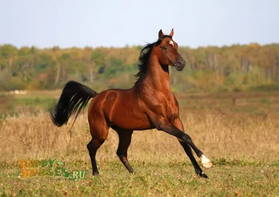 Все породы лошадей» — создано в Шедевруме