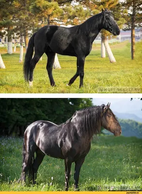 Самые известные породы лошадей