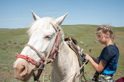 Центр Агроаналитики» составил топ необычных пород лошадей | Ветеринария и  жизнь