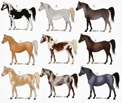 Породы лошадей