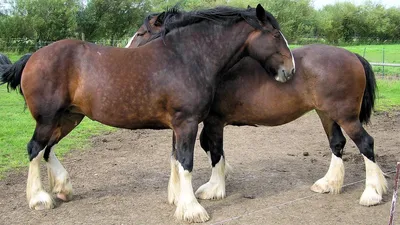 Кавказский Узел | Многодневный пробег напомнил о достоинствах кабардинской породы  лошадей
