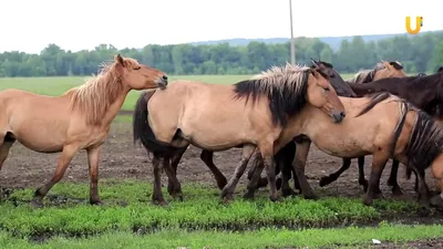 Самые красивые лошади в мире, 30 фото красивых пород (Несколько штук не  влезло, добавил в комменты ) | Пикабу