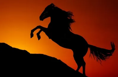 В Башкирии стартовал международный фестиваль лошадей башкирской породы  «Башҡорт аты»