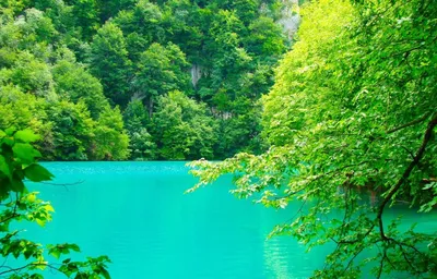 Красивая природа зелень - красивые фото