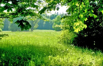 Красивая природа зелень - красивые фото