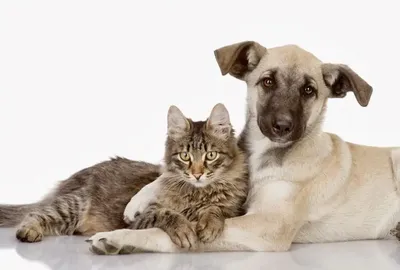 Как подружить кота и собаку | HOME FOOD