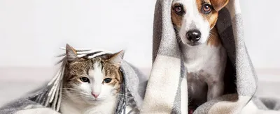 Смешные фото дружбы кошек и собак | Кошки и собаки | Дзен