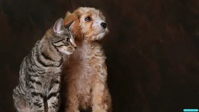De Worm ДеВорм плюс суспензия для котов и собак купить в Киеве, Украине ᐉ  ЗооФаворит