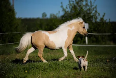 Лошадь и пони в лужке стоковое изображение. изображение насчитывающей  осленок - 32418267