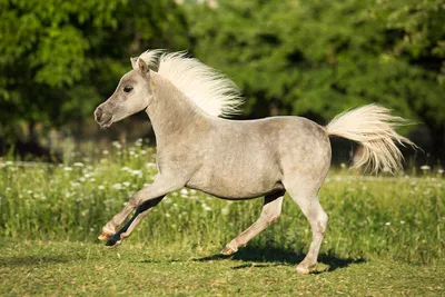 Чем пони отличаются от лошадей? | ZOO CHANNEL | Дзен