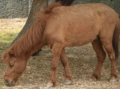 Домашняя лошадь – средний пони | Зоопарк в Брно