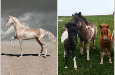 Фигурки Schleich Farm World - конюшня для лошадей + исландский пони 42609  купить в Москве | Доставка по России.