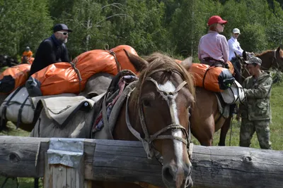 Киргизская лошадь — Википедия