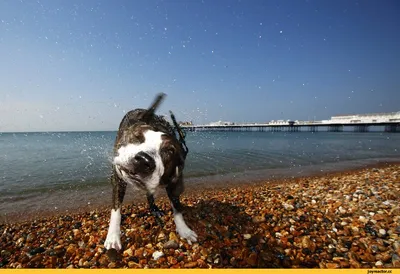 красивые картинки :: пляж :: море :: живность :: собака (собакен, песель,  пес) / картинки, гифки, прикольные комиксы, интересные статьи по теме.