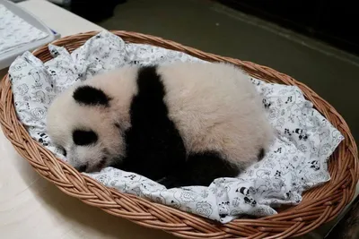 В Китае показали уникальную серую панду – ФОТО