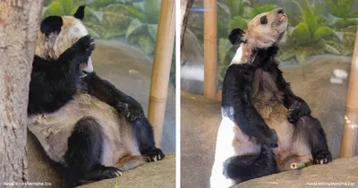 Уже больше 4 кг: в Московском зоопарке показали подросшую малышку-панду  (видео) - 04.11.2023, Sputnik Беларусь